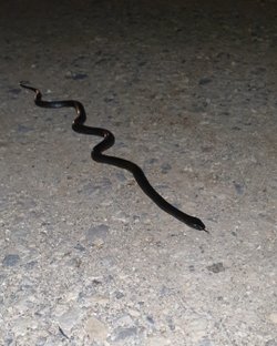 Local snake
