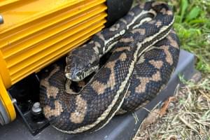 Sunshine Coast snake catcher Dan