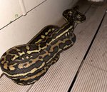 Snake catcher Dan responding to Emilys rapid snake removal call on the Sunshine Coast