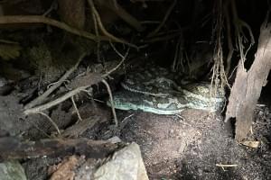 Sunshine Coast snake catcher Dan