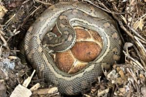 Sunshine Coast snake catcher Dan